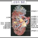 벽신장 이미지
