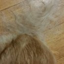 닥터코기동물병원 이미지