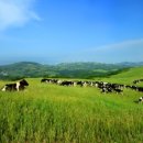 신선한 목장 이미지