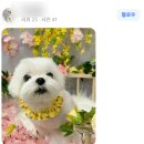 도그 프렌즈 | [광주 금호동 애견미용] 프렌즈도그 미용원장님의 강아지 미용, 스파, 마사지를 경험해 보세요