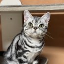 아메숏 캐터리 이미지