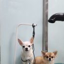 개멋 애견미용 이미지