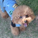 코니베니 이미지