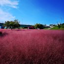 수인농원 | [서울] 서울 · 수도권 핑크뮬리 명소 가이드 - 가을 분홍빛 물결 속으로