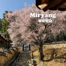 까망꼬망 | [경남 밀양] 향교에 핀 매화소식