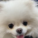 강아지 각결막염 : 사당 다나 동물병원 2 (안약 분석)