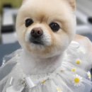 페티포티 이미지