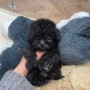 마마스미독 강아지 분양 김해점 이미지