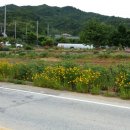 봉곡동247 이미지