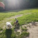 써니도그 이미지