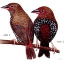 Painted Firetail Finch 소정조 기르기(1) 이미지