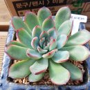 다육촌 - 용인시 처인구 천덕산로 189-9 | 다육촌