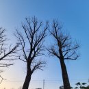 보강천 미루나무숲 | 증평 가볼만한곳 보강천 미루나무숲 청주 근교 힐링 여행지