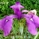 꽃창포 이미지