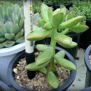 천훈진농장 이미지