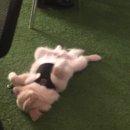 오감쌀롱 이미지