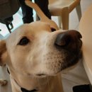 울루라떼 이미지