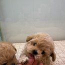 이정훈 강아지 하남본점 이미지