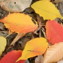 팔공산올레길 3코스 이미지