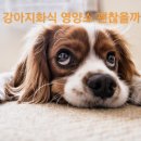 쪼꼬미앙 네이버블로그