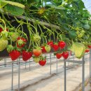 순영농장 이미지