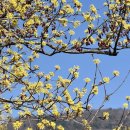 신기마을(연꽃세상) | 전남 구례 가볼만한곳 산수유축제 일정 산수유 마을 실시간 후기