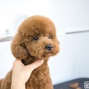 쥬니애견 이미지