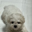 데려오개 이미지