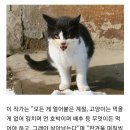 한겨울 총각무 허겁지겁 베어먹는 고양이 가족 이미지