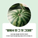 도란도란 하우스 | 한 통으로 온 가족이 푸짐하게 ８인분 프리미엄 하우스 수박후기