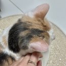 네일은도 | 러브릿지 반지 후기 네 마리 고양이 털을 담은 반려묘 흔적반지 추천