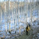 원대리 자작나무숲 이미지