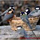 새들농장 이미지