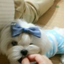 퍼피엔젤 이미지