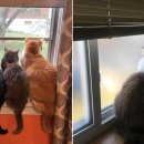 고양이집사 이미지