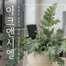(주)블루아크인터랙티브 | 🌿초보도 키우기 쉬운 건강한 화분 분양받기 잠실꽃집 아크앤시엘