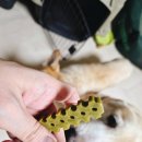 본덴탈 | [강아지치석제거] 엔자이츄 츄잉 덴탈껌 먹여본 리얼 후기🐶✨