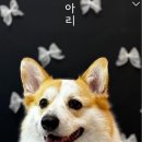 이츠펫 살롱 이미지