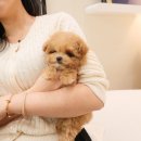 츄츄독 리미티드 이미지