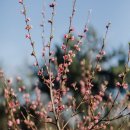 복숭아꽃살구꽃 이미지