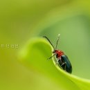 엘라포레스트더강남