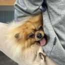 개목간 | 부산 초량동 애견 셀프 목욕 - 개목욕탕