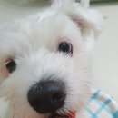 테이스팅독 이미지