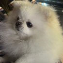 세븐동산점 네이버블로그