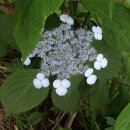 행운농장 이미지