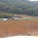 효석문학100리길 제5-1구간 이미지