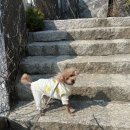 독한마캣 이미지