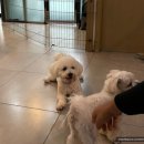 왈왈이 (무실점) 이미지