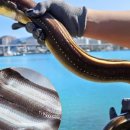 우리집 장어 이미지