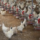 김경철농장 이미지